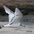 Immature (1st winter) in flight. Note: dark carpal bar on top of wing and dark cap.