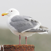 Adult breeding. Note: gray primary tips same color as mantle.